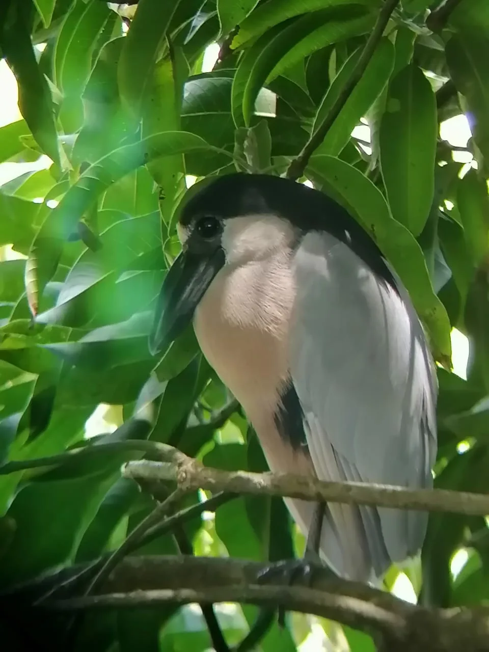 Bird in the mangrove canopy on a guided boat tour near Manuel Antonio National Park